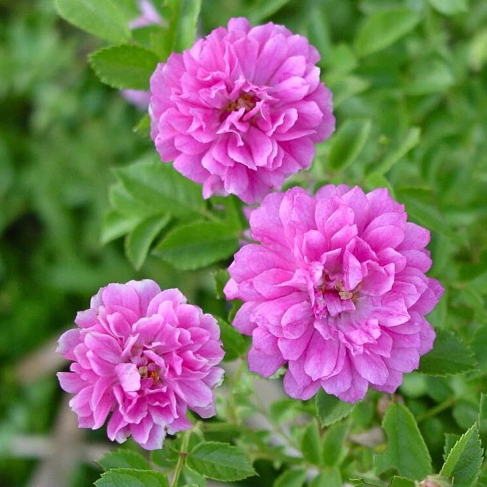 Sweet Chariot Rose Seeds - Cold Resistant, Open-Pollinating, 30 Seed Pack - Image 5