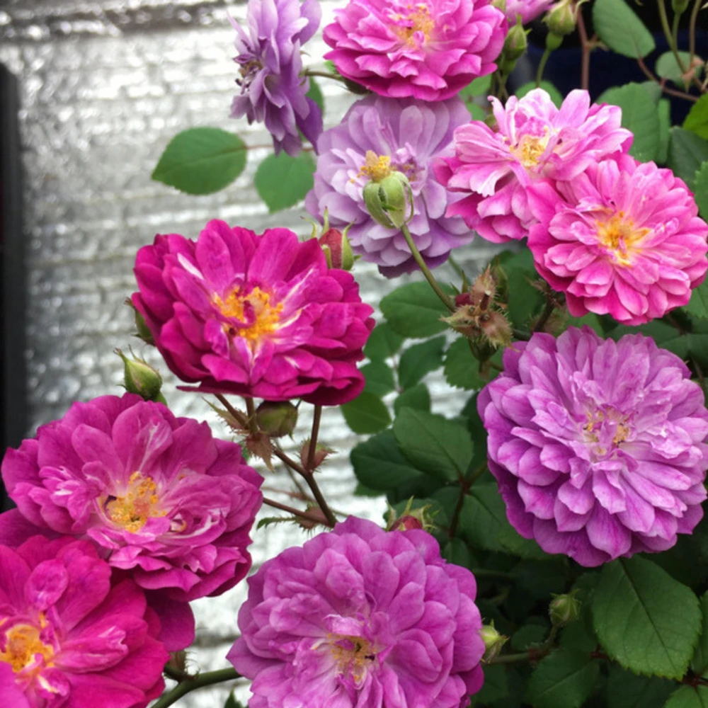 Sweet Chariot Rose Seeds - Cold Resistant, Open-Pollinating, 30 Seed Pack - Image 6