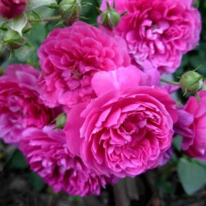 Sweet Chariot Rose Seeds - Cold Resistant, Open-Pollinating, 30 Seed Pack - Image 7