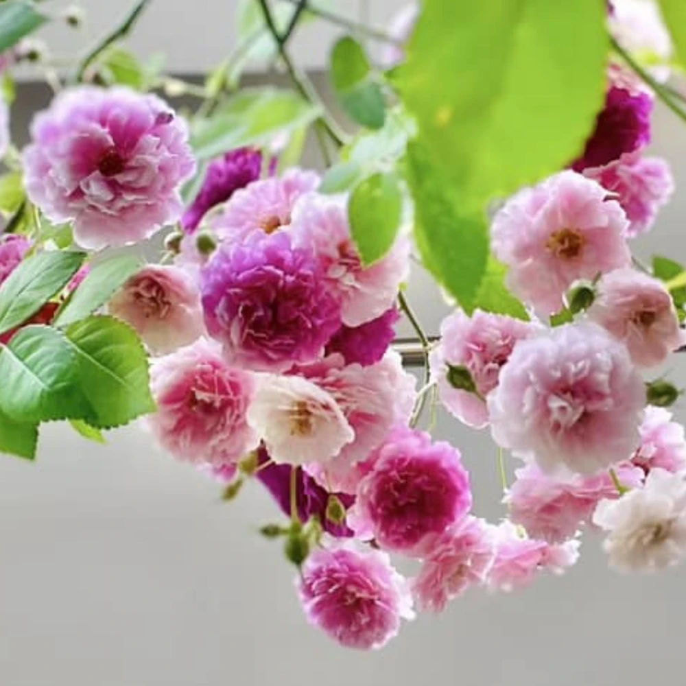 Sweet Chariot Rose Seeds - Cold Resistant, Open-Pollinating, 30 Seed Pack - Image 8