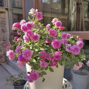 Sweet Chariot Rose Seeds - Cold Resistant, Open-Pollinating, 30 Seed Pack - Image 9