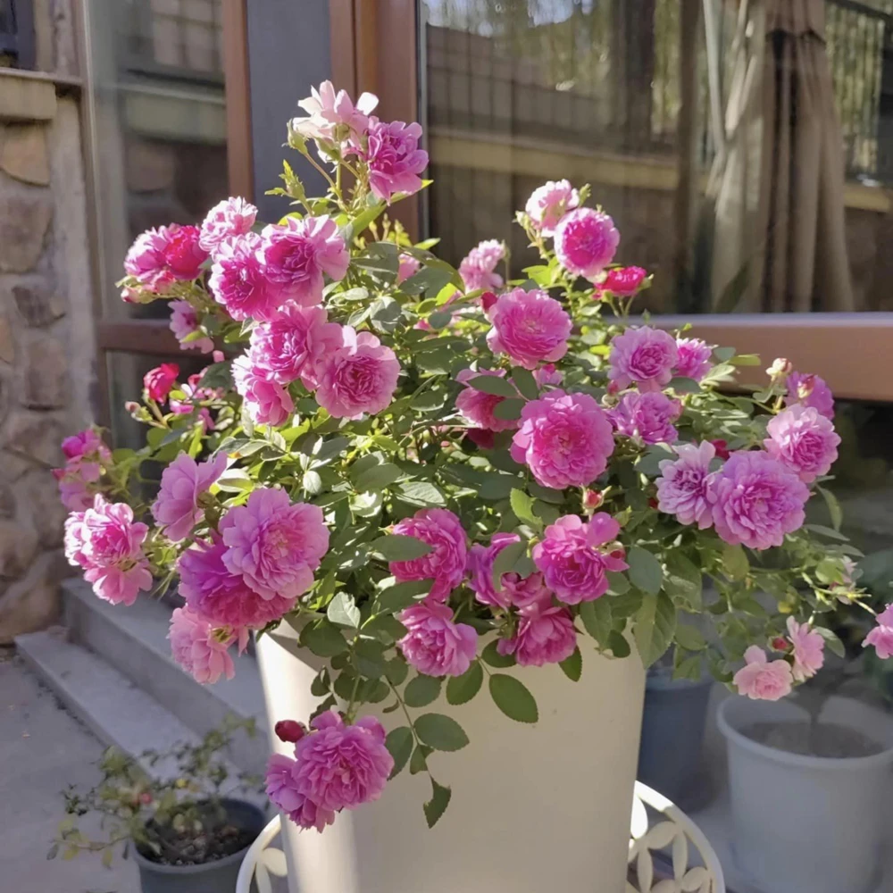 Sweet Chariot Rose Seeds - Cold Resistant, Open-Pollinating, 30 Seed Pack - Image 9