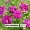 Sweet Chariot Rose Seeds - Cold Resistant, Open-Pollinating, 30 Seed Pack - Image 1