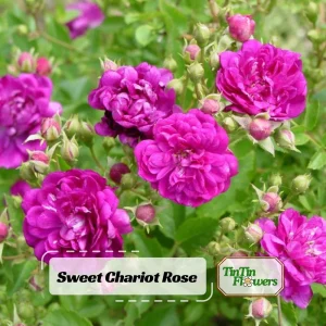 Sweet Chariot Rose Seeds - Cold Resistant, Open-Pollinating, 30 Seed Pack - Image 1