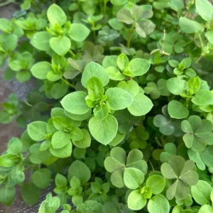 Sweet Marjoram Seeds - Origanum majorana - Culinary Herb - 20 Seed Pack - Image 10