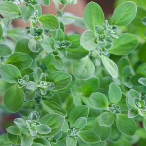 Sweet Marjoram Seeds - Origanum majorana - Culinary Herb - 20 Seed Pack - Image 2