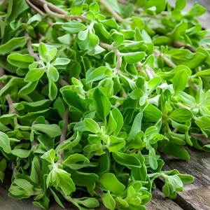 Sweet Marjoram Seeds - Origanum majorana - Culinary Herb - 20 Seed Pack - Image 3