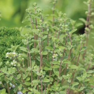 Sweet Marjoram Seeds - Origanum majorana - Culinary Herb - 20 Seed Pack - Image 4