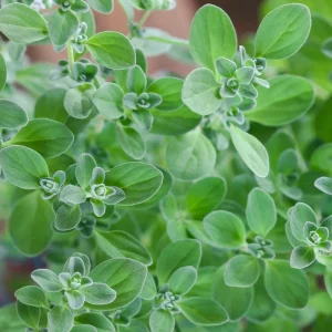 Sweet Marjoram Seeds - Origanum majorana - Culinary Herb - 20 Seed Pack - Image 5