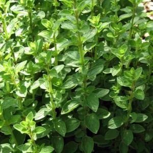 Sweet Marjoram Seeds - Origanum majorana - Culinary Herb - 20 Seed Pack - Image 6