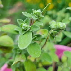 Sweet Marjoram Seeds - Origanum majorana - Culinary Herb - 20 Seed Pack - Image 8