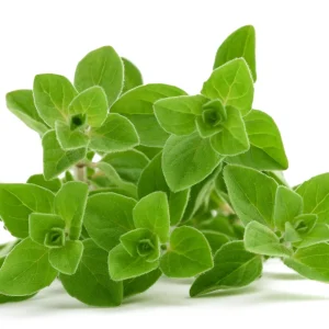 Sweet Marjoram Seeds - Origanum majorana - Culinary Herb - 20 Seed Pack - Image 9
