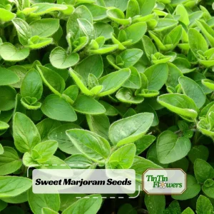 Sweet Marjoram Seeds - Origanum majorana - Culinary Herb - 20 Seed Pack - Image 1