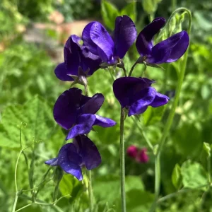 Sweet Pea My Navy Seeds - Lathyrus odoratus - 10 Seeds - Deep Blue Fragrant Climbing Flower - Image 10