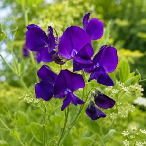 Sweet Pea My Navy Seeds - Lathyrus odoratus - 10 Seeds - Deep Blue Fragrant Climbing Flower - Image 11
