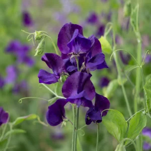 Sweet Pea My Navy Seeds - Lathyrus odoratus - 10 Seeds - Deep Blue Fragrant Climbing Flower - Image 2