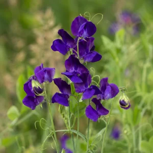 Sweet Pea My Navy Seeds - Lathyrus odoratus - 10 Seeds - Deep Blue Fragrant Climbing Flower - Image 3