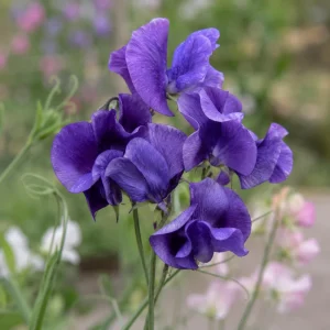 Sweet Pea My Navy Seeds - Lathyrus odoratus - 10 Seeds - Deep Blue Fragrant Climbing Flower - Image 4