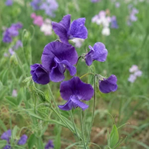 Sweet Pea My Navy Seeds - Lathyrus odoratus - 10 Seeds - Deep Blue Fragrant Climbing Flower - Image 5