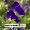 Sweet Pea My Navy Seeds - Lathyrus odoratus - 10 Seeds - Deep Blue Fragrant Climbing Flower - Image 1