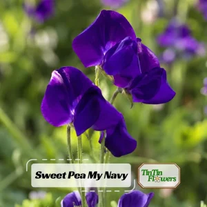 Sweet Pea My Navy Seeds - Lathyrus odoratus - 10 Seeds - Deep Blue Fragrant Climbing Flower - Image 1
