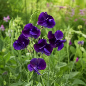 Sweet Pea My Navy Seeds - Lathyrus odoratus - 10 Seeds - Deep Blue Fragrant Climbing Flower - Image 6