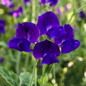 Sweet Pea My Navy Seeds - Lathyrus odoratus - 10 Seeds - Deep Blue Fragrant Climbing Flower - Image 8