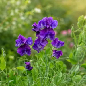 Sweet Pea My Navy Seeds - Lathyrus odoratus - 10 Seeds - Deep Blue Fragrant Climbing Flower - Image 9