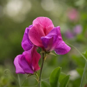 Sweet Pea Route 66 Seeds - Lathyrus Odoratus - Vibrant Fragrant Climbing Vine - 10 Seeds - Image 10