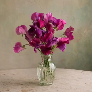 Sweet Pea Route 66 Seeds - Lathyrus Odoratus - Vibrant Fragrant Climbing Vine - 10 Seeds - Image 2