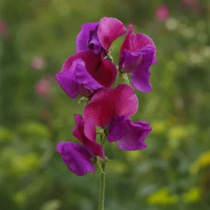 Sweet Pea Route 66 Seeds - Lathyrus Odoratus - Vibrant Fragrant Climbing Vine - 10 Seeds - Image 3