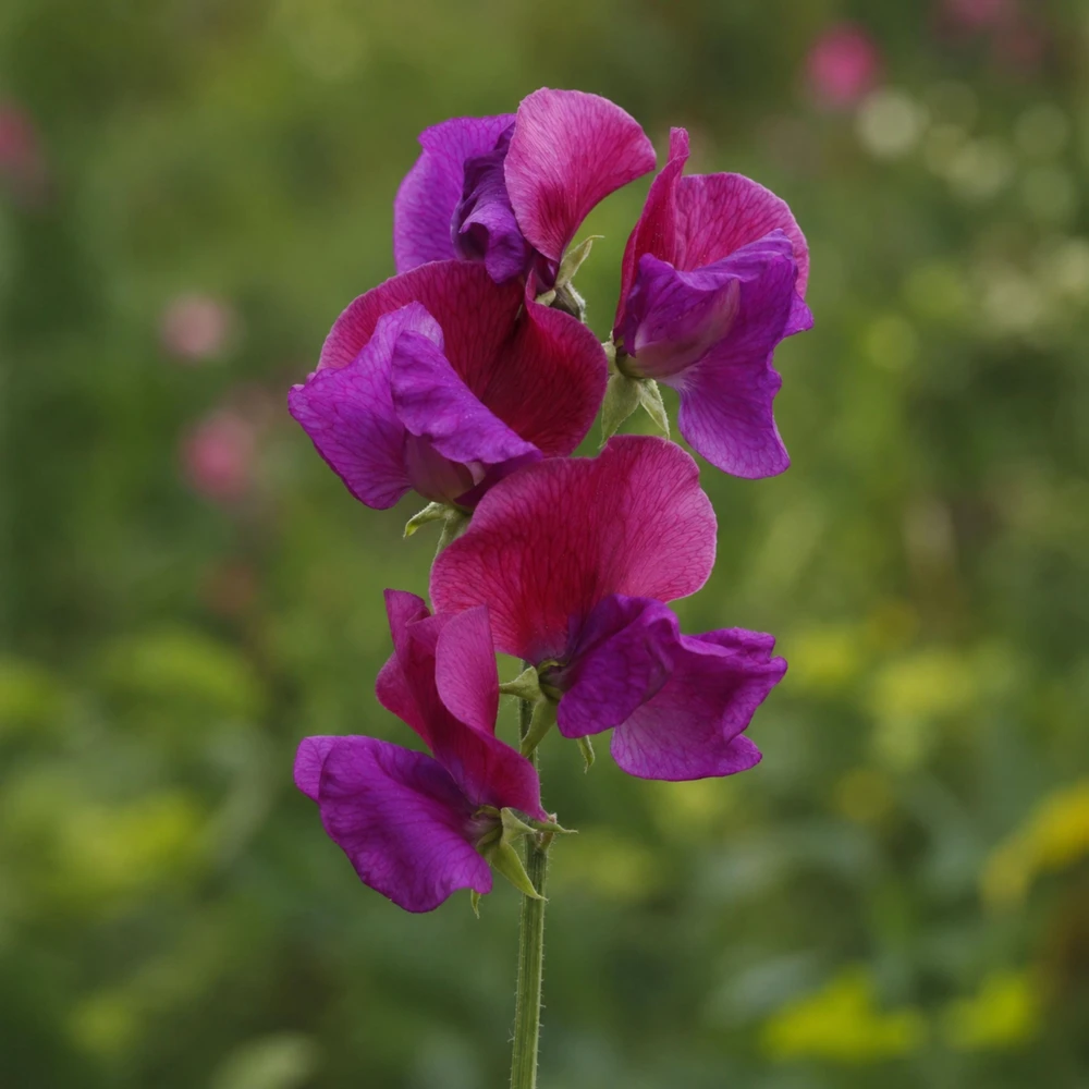 Sweet Pea Route 66 Seeds - Lathyrus Odoratus - Vibrant Fragrant Climbing Vine - 10 Seeds - Image 3