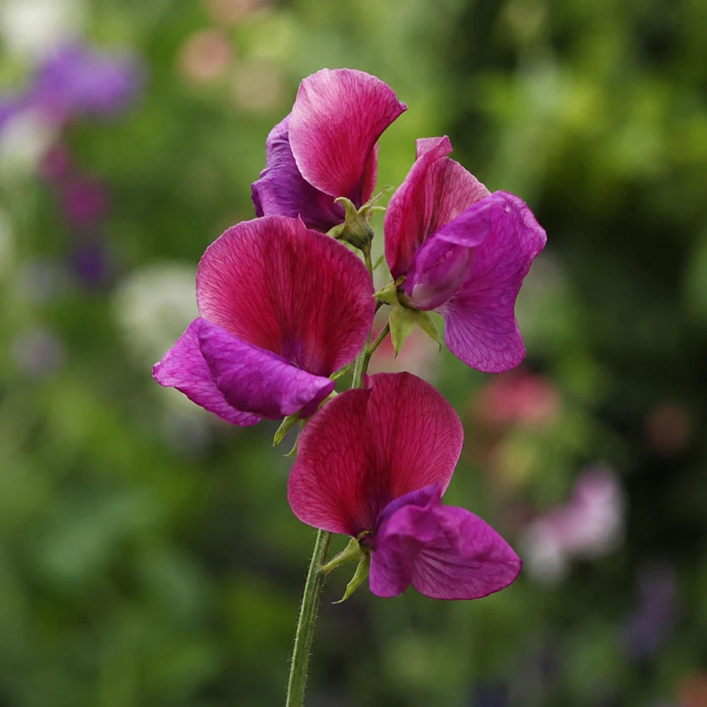 Sweet Pea Route 66 Seeds - Lathyrus Odoratus - Vibrant Fragrant Climbing Vine - 10 Seeds - Image 4