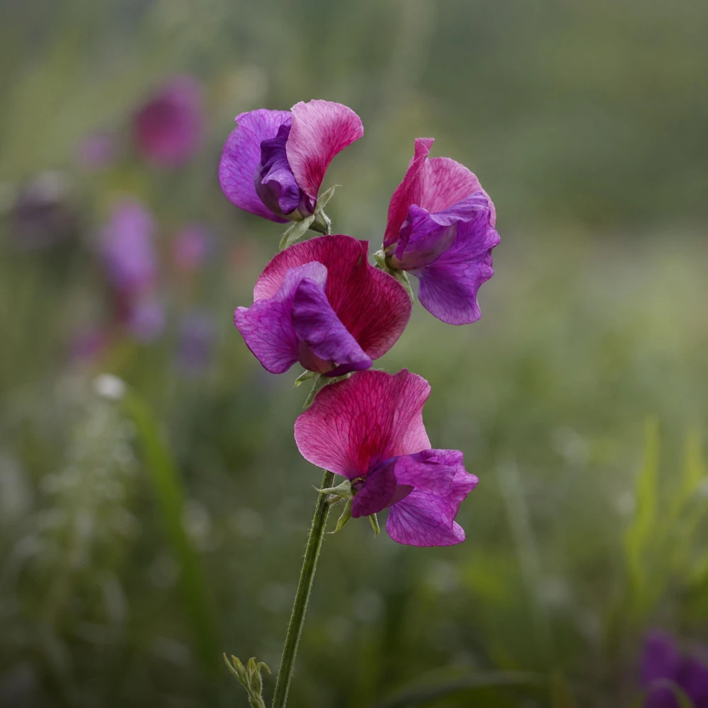 Sweet Pea Route 66 Seeds - Lathyrus Odoratus - Vibrant Fragrant Climbing Vine - 10 Seeds - Image 5