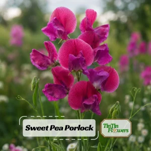 Sweet Pea Route 66 Seeds - Lathyrus Odoratus - Vibrant Fragrant Climbing Vine - 10 Seeds - Image 1