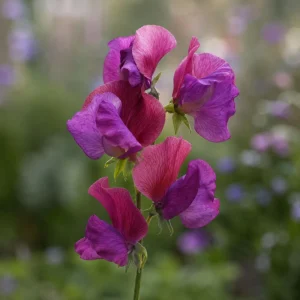 Sweet Pea Route 66 Seeds - Lathyrus Odoratus - Vibrant Fragrant Climbing Vine - 10 Seeds - Image 6