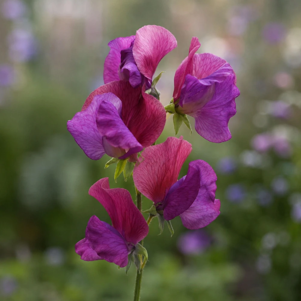 Sweet Pea Route 66 Seeds - Lathyrus Odoratus - Vibrant Fragrant Climbing Vine - 10 Seeds - Image 6