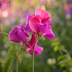 Sweet Pea Route 66 Seeds - Lathyrus Odoratus - Vibrant Fragrant Climbing Vine - 10 Seeds - Image 7
