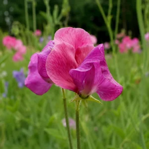Sweet Pea Route 66 Seeds - Lathyrus Odoratus - Vibrant Fragrant Climbing Vine - 10 Seeds - Image 9
