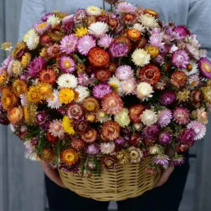 Swiss Giants Mix Strawflower Seeds - Perennial Flower Seeds - Non GMO - Image 10