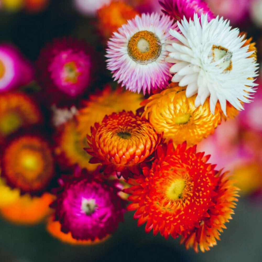 Swiss Giants Mix Strawflower Seeds - Perennial Flower Seeds - Non GMO - Image 11