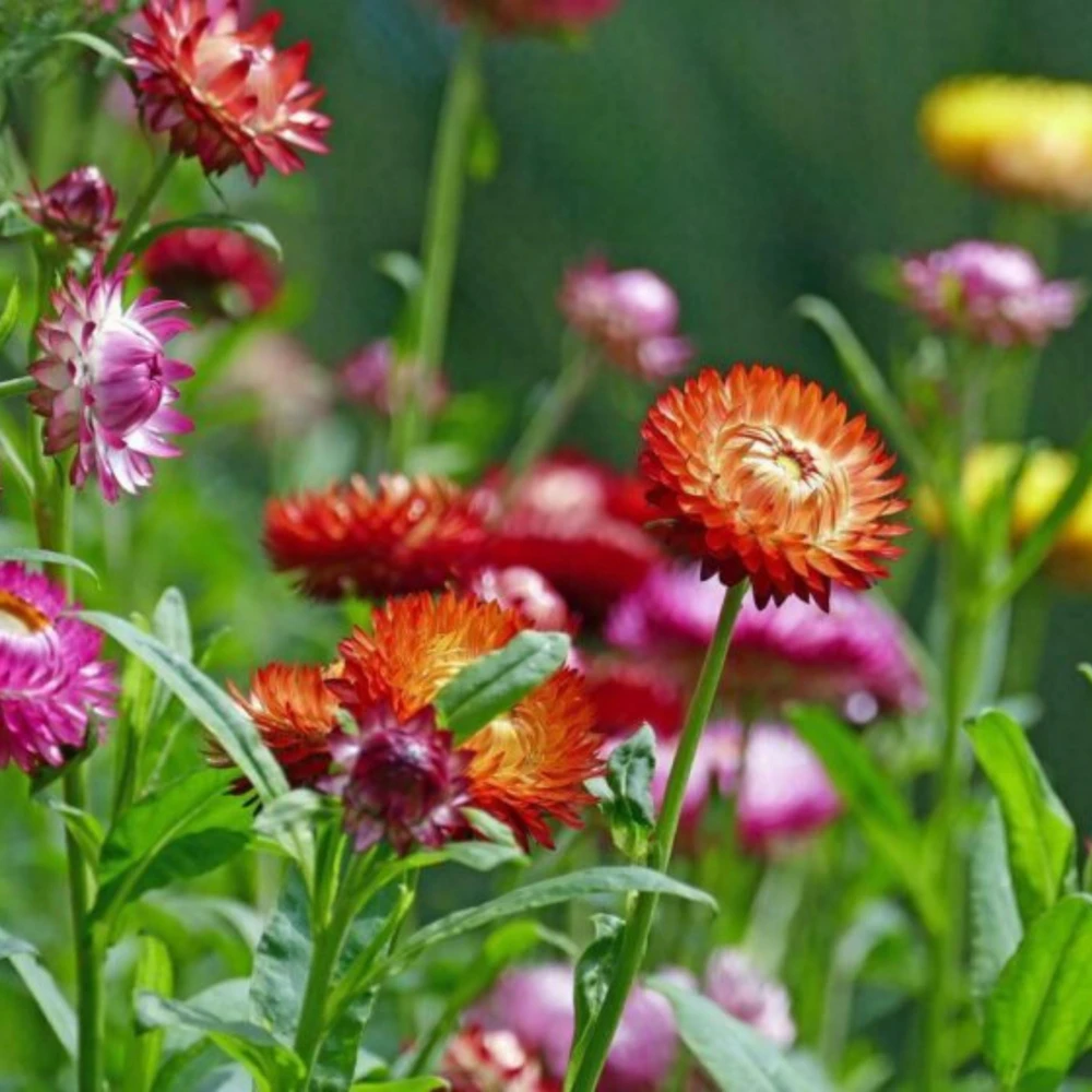 Swiss Giants Mix Strawflower Seeds - Perennial Flower Seeds - Non GMO - Image 12