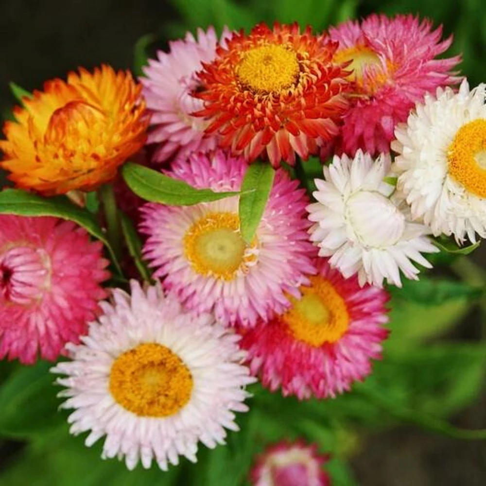 Swiss Giants Mix Strawflower Seeds - Perennial Flower Seeds - Non GMO - Image 13