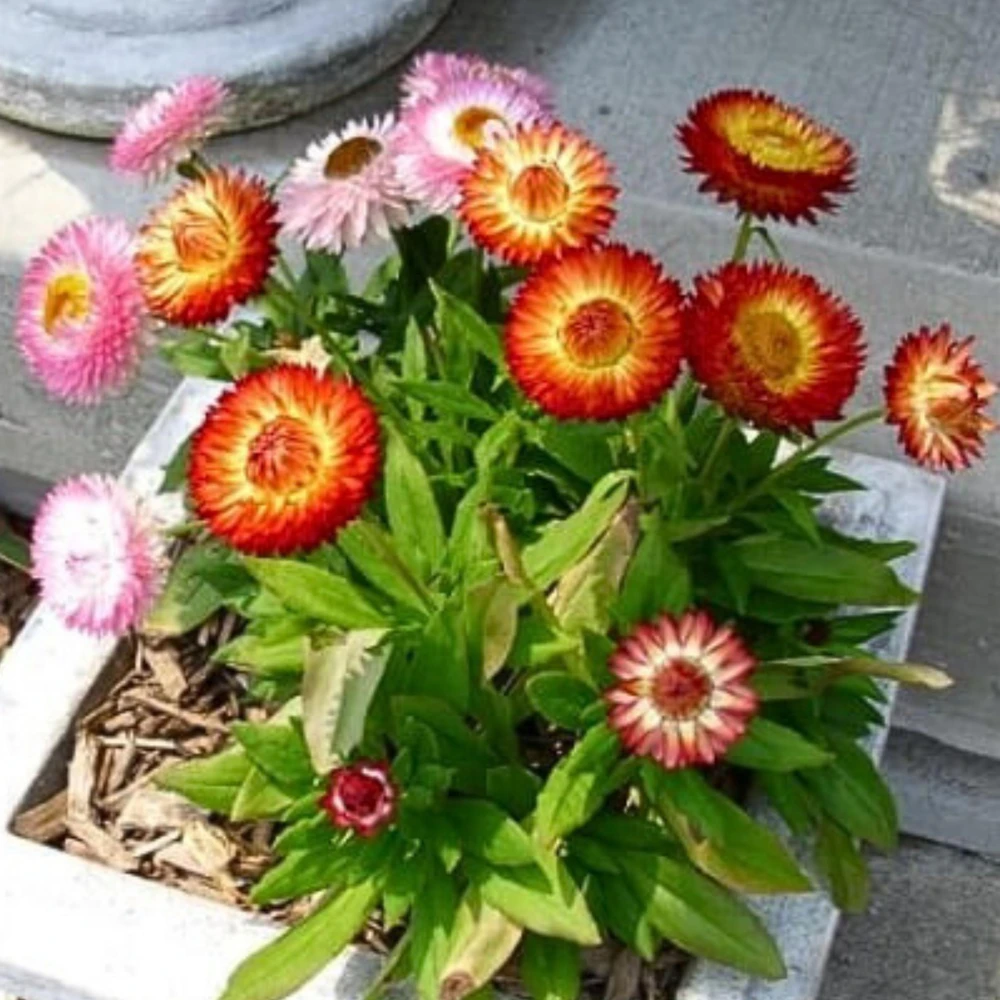 Swiss Giants Mix Strawflower Seeds - Perennial Flower Seeds - Non GMO - Image 14