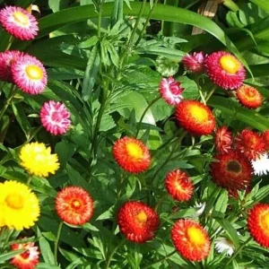 Swiss Giants Mix Strawflower Seeds - Perennial Flower Seeds - Non GMO - Image 15