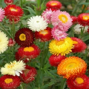 Swiss Giants Mix Strawflower Seeds - Perennial Flower Seeds - Non GMO - Image 2