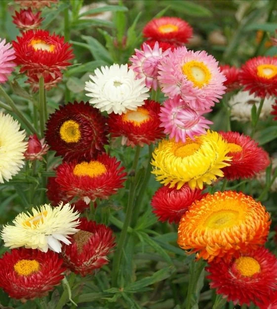 Swiss Giants Mix Strawflower Seeds - Perennial Flower Seeds - Non GMO - Image 2
