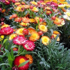 Swiss Giants Mix Strawflower Seeds - Perennial Flower Seeds - Non GMO - Image 3