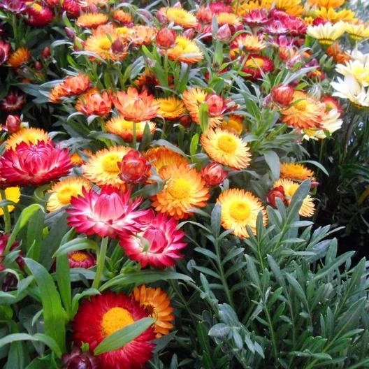 Swiss Giants Mix Strawflower Seeds - Perennial Flower Seeds - Non GMO - Image 3