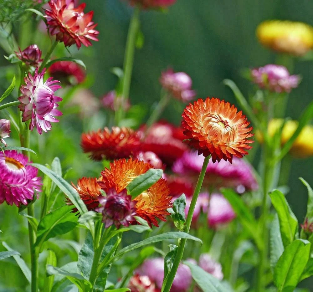 Swiss Giants Mix Strawflower Seeds - Perennial Flower Seeds - Non GMO - Image 4